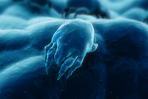 Dust-mite Dust-mite